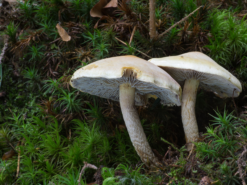 Hypholoma radicosum